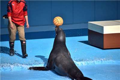 海獅頂球表演