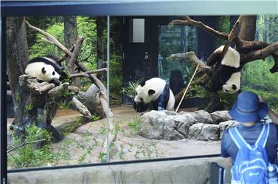 旅居日本東京上野動物園的大貓熊「曉曉」和「蕾蕾」將於1月27日離開動物園，經空運返還中國。(資料照)