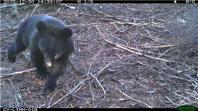 嘉義石山引水道、鹿野山有黑熊出沒。(取自林保署嘉義分署臉書)