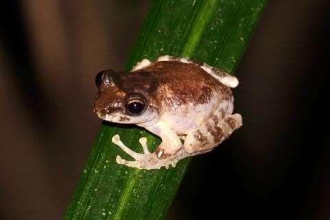 文化大學生命科學系教授陳怡惠、副教授巫奇勳和日本琉球大學、京都大學、日本國立科學博物館研究團隊合作，從艾氏樹蛙族群遺傳研究切入，追蹤不同島嶼族群遺傳分化，論文刊登於中研院發行的國際期刊Zoological Studies（動物研究學刊）(圖為艾氏樹蛙)。(圖:文化大學臉書)