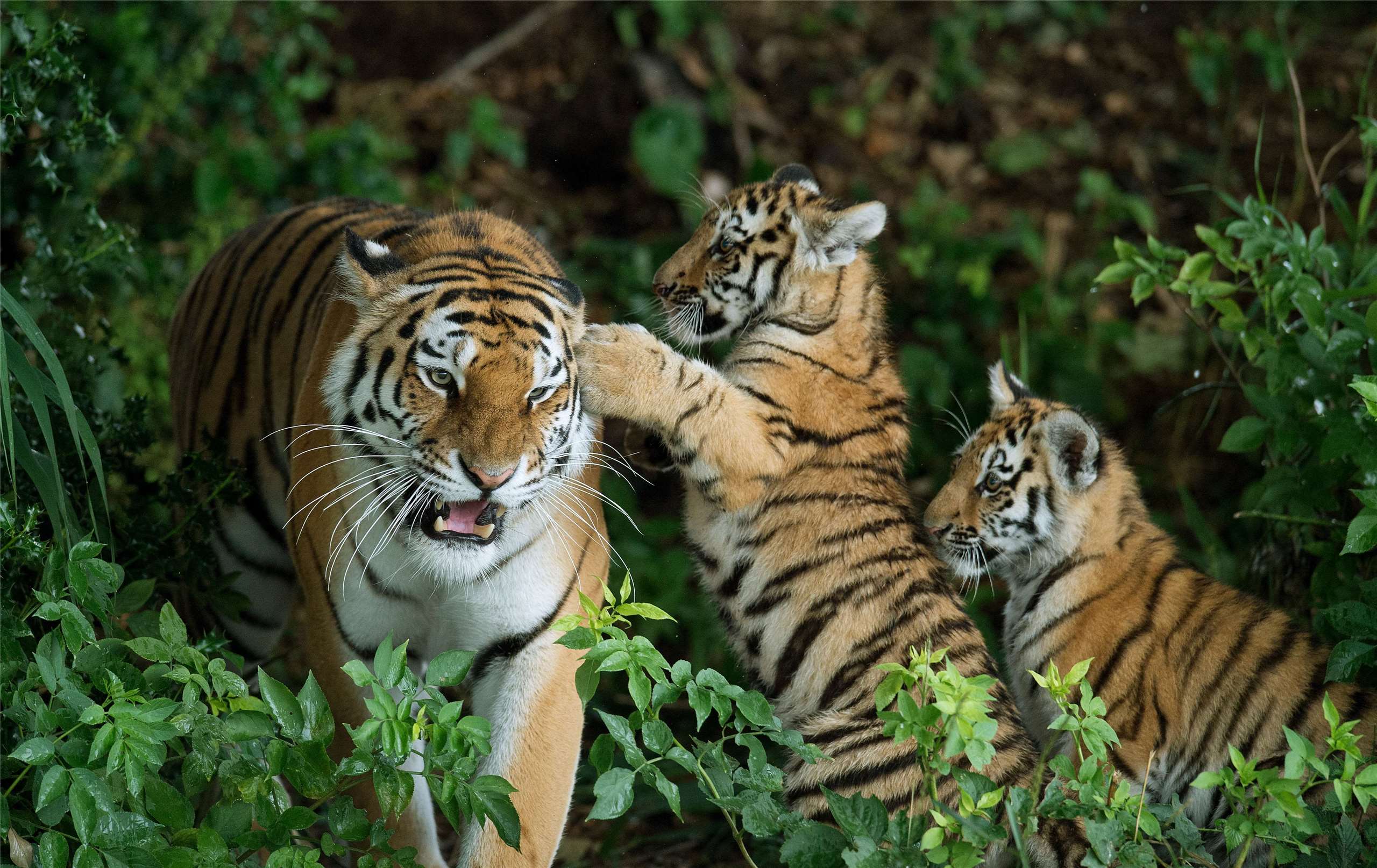 英國約克郡野生動物園(Yorkshire Wildlife Park)日前發生老虎咬死一名男子事件。示意圖。