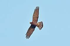 有「國慶鳥」之稱的灰面鵟鷹2026年秋過境情形不同以往，賞鷹達人蔡乙榮表示，過去40年主要過境期落在10月中旬，今年10月上旬就已見大量入境。圖為7日在屏東縣滿州鄉港口村出現的灰面鵟鷹。（賞鷹達人蔡乙榮提供）