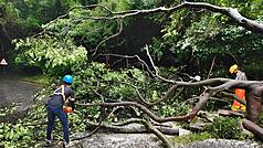 中央災害應變中心24日表示，颱風薔琵造成1人死亡、527人受傷，災情包括路樹傾倒、電線掉落或水管等民生基礎設施毀損。圖為北市府工務局搶災人員冒風雨出動、排除狀況。（公園處提供）