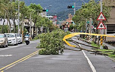 第29號颱風薔琵25日已經遠離，不過在東半部地區有局部短暫陣雨，尤其花東地區有局部較大雨勢發生的機率。圖為颱風薔琵侵襲後，24日宜蘭縣路樹傾倒。(資料照片