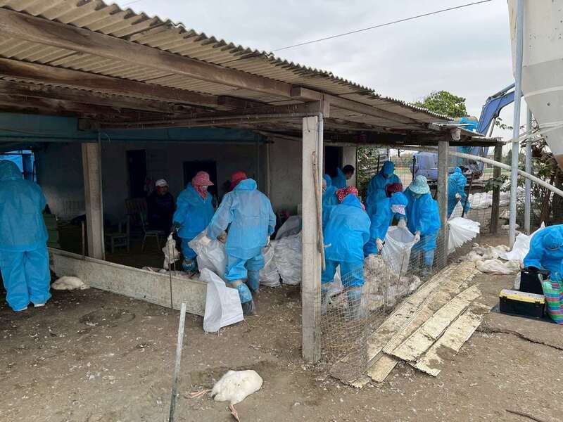 雲林縣動植物防疫所4日獲報有人在口湖鄉棄置大量死鵝，經追查來源場在四湖鄉，場區6日確診H5N1亞型高病原性禽流感，全場撲殺1626隻，由於飼主未主動通報，縣府將依法開罰。（雲林縣府提供）