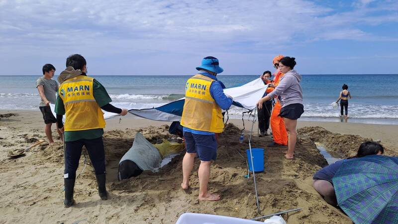 屏東海口沙灘24日上午發生小虎鯨集體擱淺，救援人員全力搶救7隻生還小虎鯨，以濕毛巾包覆，並持續
用海水保濕、降溫。（海保署提供）
