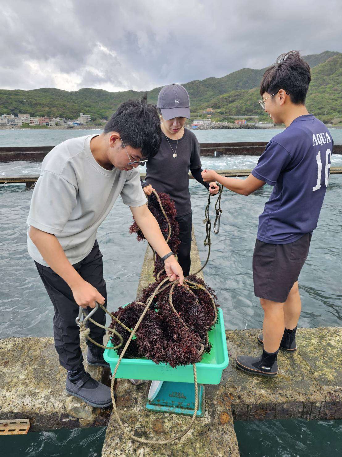 海藻養殖也成為未來人類糧食新希望