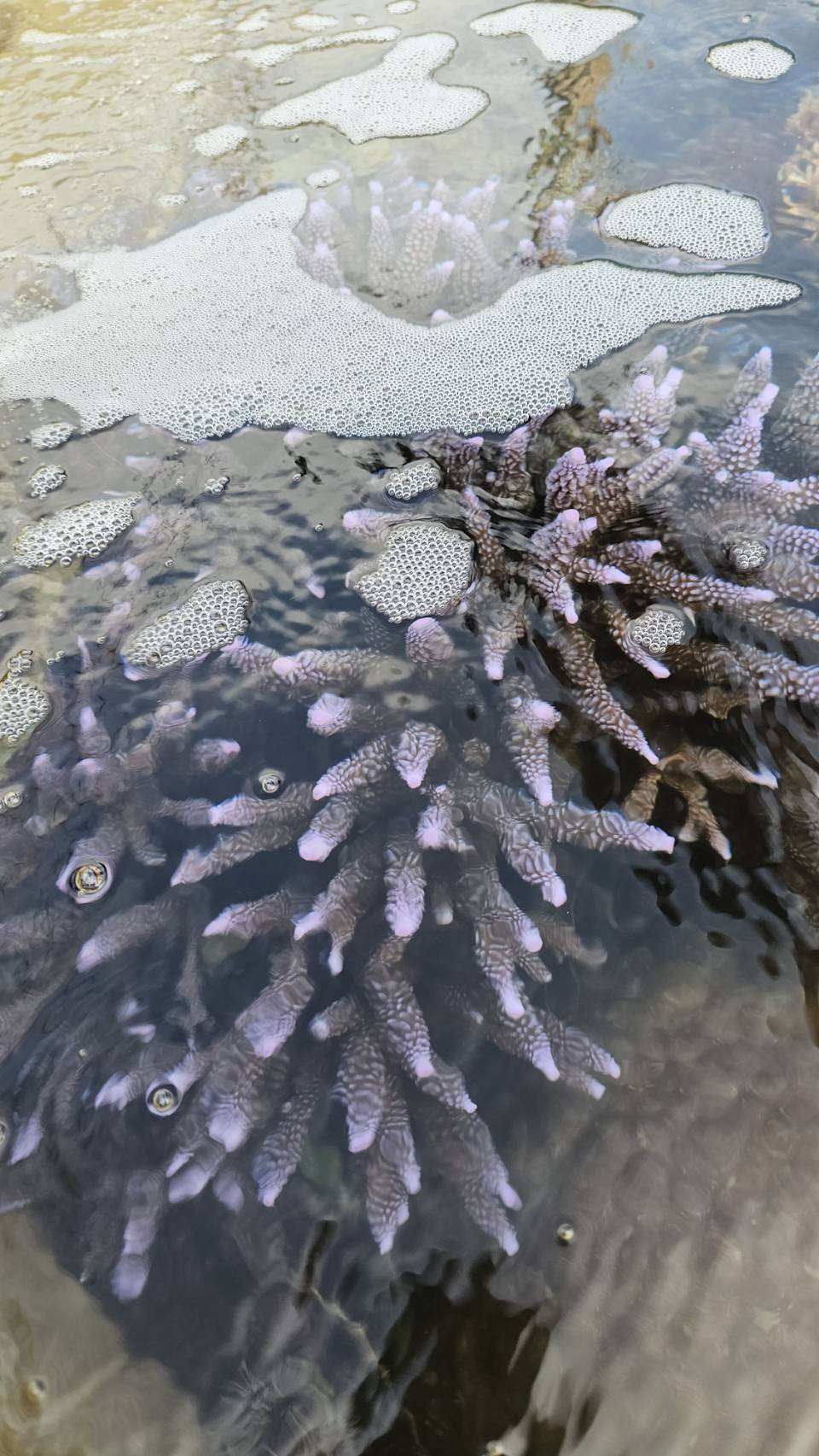 珊瑚培育也是澎湖水產種苗場的重要工作