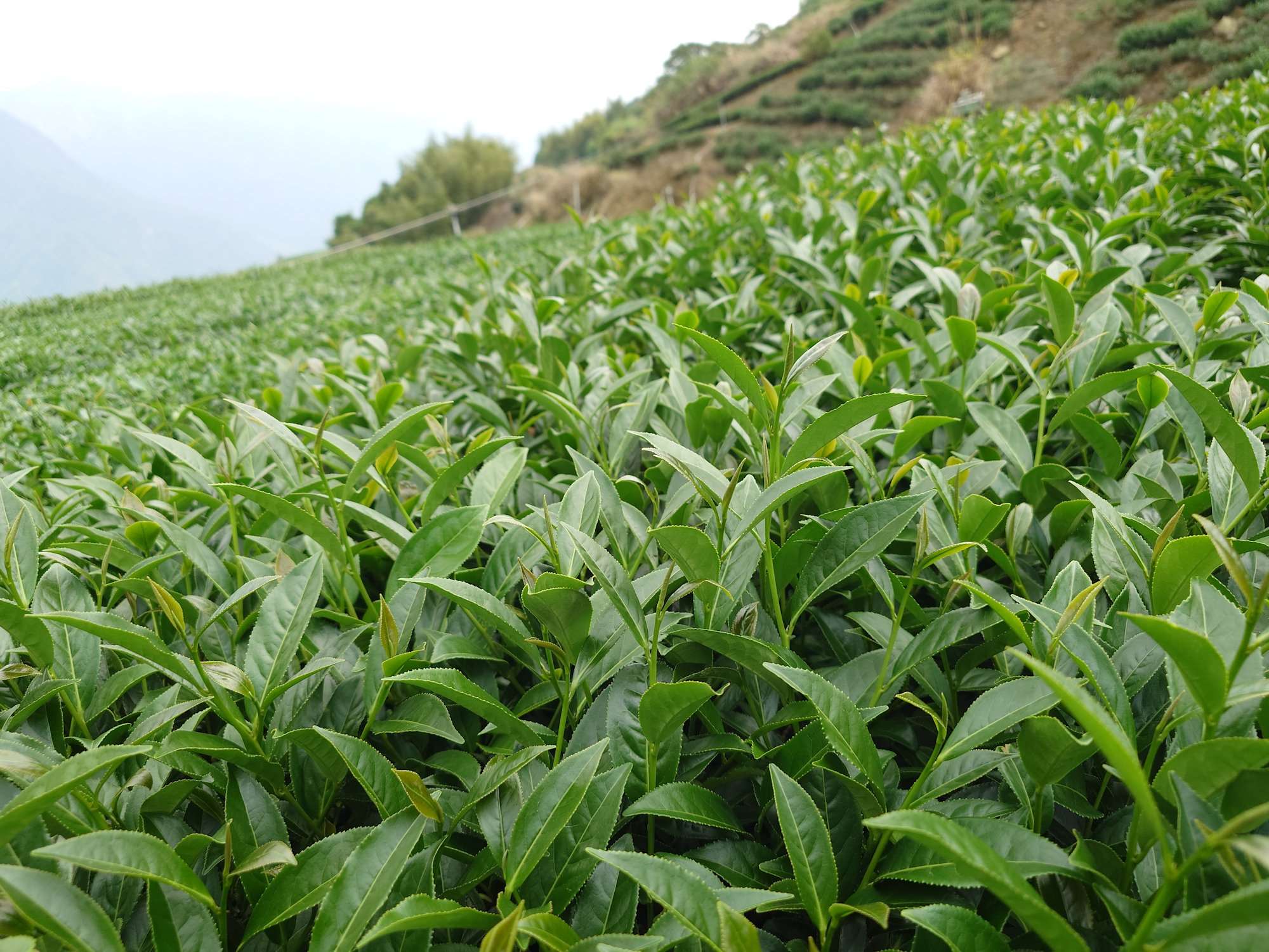 台灣茶葉輸美將降至零關稅，茶農看好將提高台灣茶競爭力。  (圖:農業部茶及飲料作物改良場粉專)