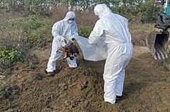 台中市豐康牧場雞隻確診禽流感，業者涉丟棄斃死雞，檢方搜索牧場及業者居所偵辦後，2日依廢棄物清理法向法院聲請羈押禁見雲姓業者，3日凌晨獲法院裁准。圖為苗栗縣政府動員開挖、清除遭埋雞屍。（苗栗縣政府提供）