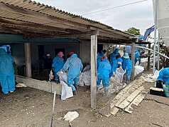 雲林縣動植物防疫所4日獲報有人在口湖鄉棄置大量死鵝，經追查來源場在四湖鄉，場區6日確診H5N1亞型高病原性禽流感，全場撲殺1626隻，由於飼主未主動通報，縣府將依法開罰。（雲林縣府提供）