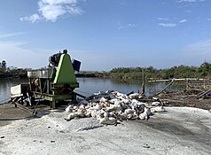 雲林縣四湖鄉吳姓鵝農日前將禽流感病死鵝棄置在口湖鄉一處魚塭旁，縣府7日表示，針對魚塭養殖魚隻採檢化驗的結果已出爐，確認皆為陰性。（雲林縣政府提供）