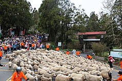 阿里山、清境農場等景區春節連假期間湧入遊客。圖為清境農場特別活動。(清境農場提供)