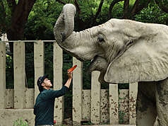 高雄壽山動物園非洲象「阿里」14日凌晨離世，園方表示，享年52歲的母象「阿里」近期並無異狀，後續將委請屏東科技大學獸醫院詳細檢查。（高雄市觀光局提供）
