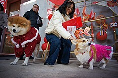 圖為2026年2月在天津舉行的寵物年貨節。
（中新社提供）