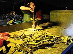 屏東縣去年綠鬣蜥移除量逾13萬隻，學者認為應先掌握擴散狀況及野外族群量調查，並擬定移除目標及控制目的，策略移除才可能見成效。
（屏東縣議員洪宗麒提供）
