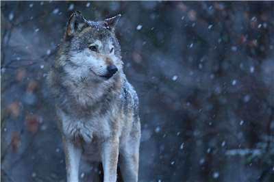 法國放寬射殺狼群規定。 (圖:Freepik)