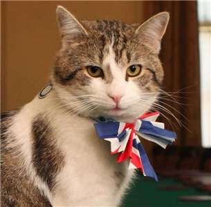 英國唐寧街10號首相官邸的首席捕鼠官賴瑞(Larry)。(圖：維基百科)