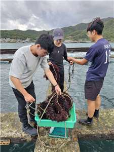海藻養殖也成為未來人類糧食新希望