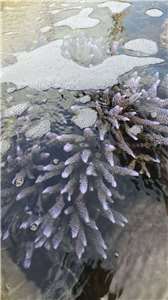 珊瑚培育也是澎湖水產種苗場的重要工作