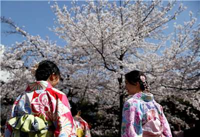 日本櫻花祭 日本觀光  圖為身著和服的外國遊客漫步日本京都祇園盛開的櫻花樹下。(路透社/達志影像)