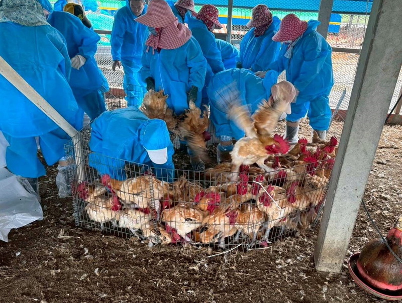 雲林縣水林鄉2處紅羽土雞場均被檢出感染H5N1亞型高病原性禽流感，縣府6日派員撲殺逾2萬4000隻土雞，全力阻斷病毒傳播鏈。