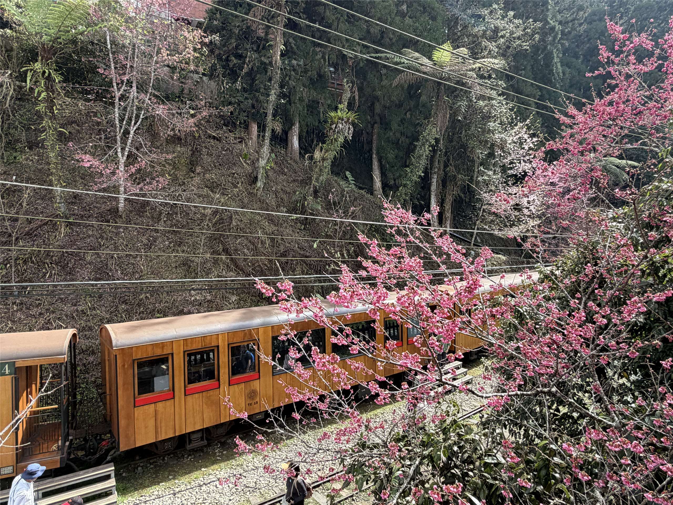 阿里山櫻花季將從3月10日開跑。圖為阿里山的觀光列車「福森號」。(吳琍君攝)