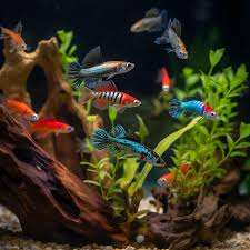 水族箱裡的熱帶魚  本圖為示意圖 