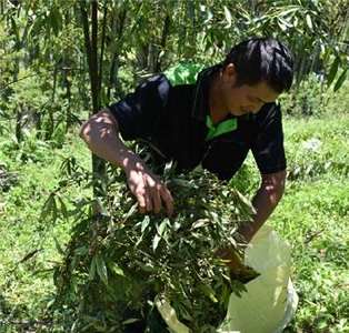  山胡椒的收成  本照片轉載自花蓮農改場官網