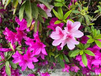 台北杜鵑花季十週年登場