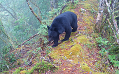 自動相機拍到台灣黑熊在玉山園區活動。資料照。(玉山國家公園管理處提供)