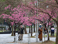 連假最後一天，今天(3月1日)東北季風減弱，各地白天氣溫回升，高溫普遍可以來到攝氏25至30度。圖為台北市信義區松高路旁櫻花盛開，吸引許多民眾拍照留念。