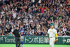 台灣隊在本屆經典賽首戰以0：3不敵澳洲隊。圖為台灣球迷滿佈東京巨蛋觀眾席，賣力為台灣隊加油。