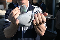 賽鴿新金（NEW KIM），在2020年的一場拍賣會上以160萬歐元（約新台幣5900萬元）的價格拍出，創下全新的世界紀錄。目前飼養於比利時魯汶一間專業鴿舍。
