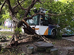 三軍總醫院內湖院區內11日發生首都客運公車自撞路樹事故，造成駕駛和乘客共10人輕微碰撞傷。
（翻攝照片）