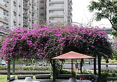 近日陽光普照，台北市文山區一處公園裡的花朵綻放，迎接春風。資料照片。