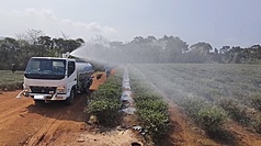 目前正值春茶萌芽階段，受降雨偏少影響，苗栗縣多處茶園茶樹大面積延遲萌芽甚至整株葉片乾枯，銅鑼鄉有茶農自行請來水車噴灑澆灌，盼能減少損失。（民眾提供）