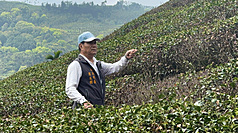 目前正值春茶萌芽階段，雲林縣古坑鄉樟湖村長廖永樹坦言，自己種茶逾40年，今年乾旱程度少見，自家茶園受損近9成，即使從農曆年後投入人力載水灌溉，效果仍有限。