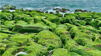 春日限定美景！走訪北海岸「老梅綠石槽」正綠時節

