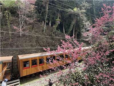 阿里山櫻花季將從3月10日開跑。圖為阿里山的觀光列車「福森號」。(吳琍君攝)