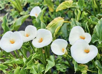 台北市竹子湖海芋及繡球花季13日登場。(圖：「2026年竹子湖海芋季繡球花季」活動臉書)