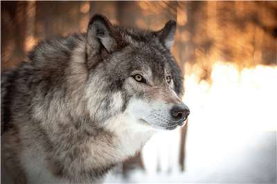 德國漢堡驚傳野狼咬傷人事件。示意圖。(Unsplash圖庫)