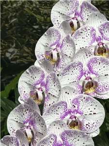 臺灣國際蘭展暨花卉科技展 