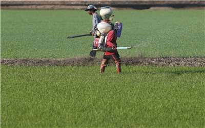 隨著中東衝突升溫，泰國農民憂心柴油供應不穩，恐影響機械收割作業。圖為曼谷北部那空沙旺府(Nakhon Sawan province)農民施肥資料照。(AFP)