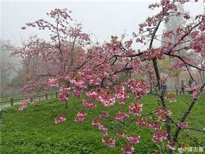 阿里山櫻花正綻放