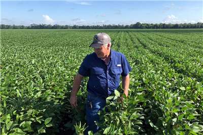 圖為美國1名路易斯安那州的農夫正在檢查他的大豆田。 