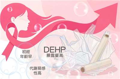 當環境 DEHP 暴露量高，併同代謝易感性高（代謝力弱）及初經年齡早時，三者產生的協同效應將導致乳癌風險大幅攀升，凸顯了在環境健康研究中考慮個人DEHP代謝能力的重要性。（圖：中央研究院）