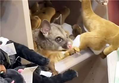 澳洲機場的禮品店本週迎來了意外的訪客，一隻野生袋貂藏身毛絨絨的玩偶堆中。(翻攝IG@hobart_airport)