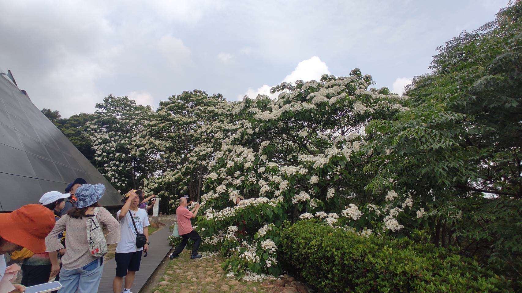 位在苗栗銅鑼客家文化館旁的桐花王盛開，吸引民眾前往欣賞拍照