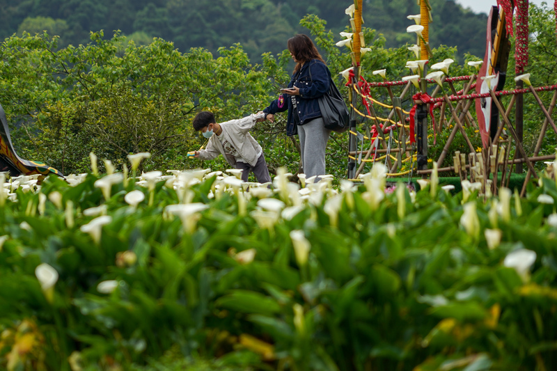 天氣轉為晴朗，家長帶著孩子前往陽明山竹子湖賞花。資料照片。
